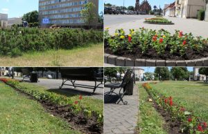 Rokiškio reprezentaciniai gėlynai – neįveikiama užduotis?