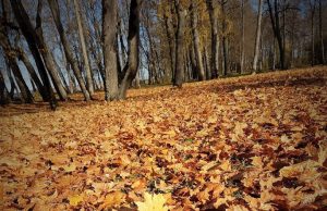 Medžiai nusipurto aukso rūbą – ką mieste daryti su lapais?