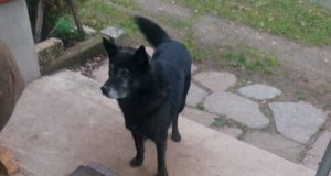 Šis šuo terorizuoja šeimą, bet ji nesulaukia institucijų pagalbos. Pazniokaitės šeimos nuotr