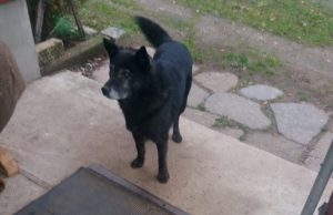 Šis šuo terorizuoja šeimą, bet ji nesulaukia institucijų pagalbos. Pazniokaitės šeimos nuotr