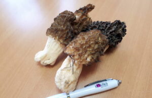 Grybavimo sezonas… netrukus