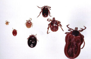 Grybautojų džiaugsmą gali apkartinti erkės