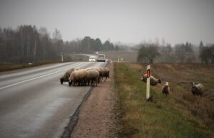 Būkit budrūs – pavojų kelia ne tik plikledis