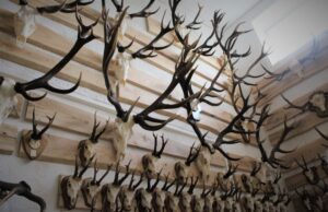 Ragų kolekcija – rajono lankytinų objektų sąraše