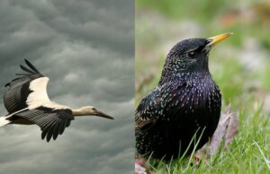 Gamtoje karantinas neįvestas