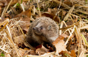 Keliuose pasirodė ežiukai