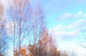 Atokaus Stirniškių kaimo (Kazliškio sen.) erdvi ir gražiai tvarkoma sodyba savaitę slėpė kraupų nusikaltimą - šios sodybos 50 - metis šeimininkas įtariamas nužudęs trenerį. Kūnas buvo užkastas ir kruopščiai užmaskuota vieta. A.Minkevičinės nuotr.