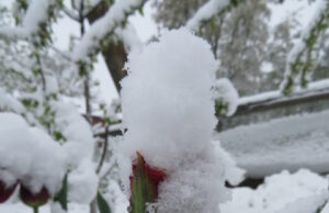 Žemdirbiams reikia bijoti šalčio, o ne sniego