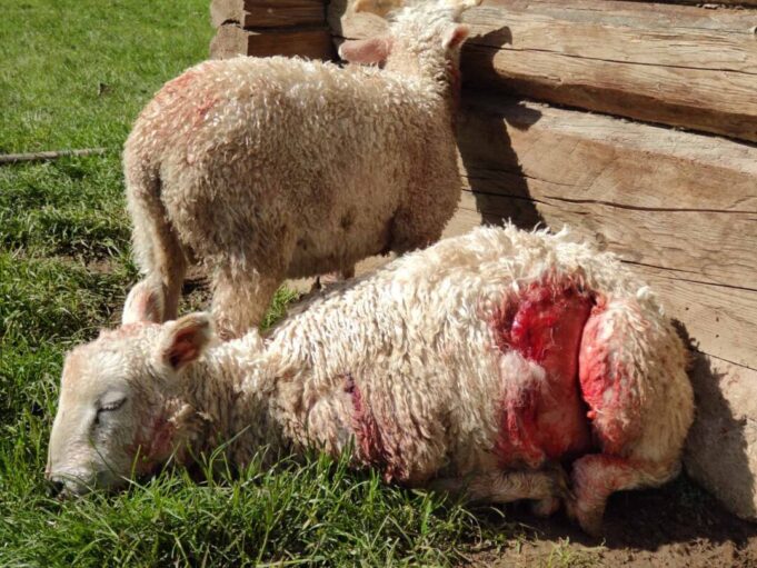 Bajorų kaime – vilkų skerdynių vaizdai. A. Stainio nuotr.