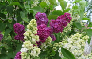 Birželis beldžiasi į duris su galybe darbų