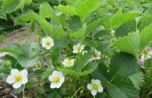 Po atviru dangumi auginamų braškių dar teks palaukti