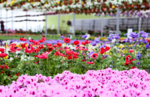 Kad gėlynas vešėtų