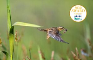 Meldinės nendrinukės apsaugos projektas – tarp geriausiųjų Europoje