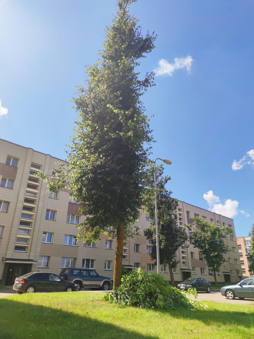 Savavališkai išgenėjo medžius