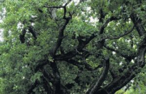 Aplankyti Lietuvos gražiausias alėjas ne tik saugu, bet ir sveika