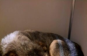 Rastas paklydęs naminis šunelis