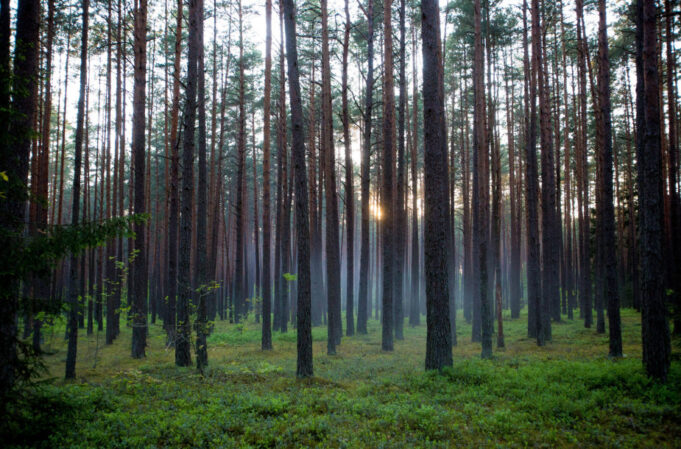 ugniagesiai-gesina-misko-gaisra-574b424d2b5b6