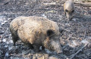 Afrikinis kiaulių maras nustatytas sumedžiotam šernui