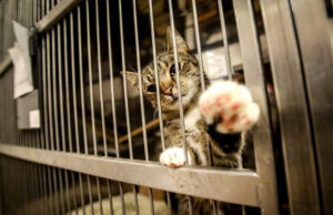 Akcija beglobiams gyvūnams