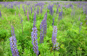 Lubinų žydėjimo metas: aplinkosaugininkai ragina jų skinti kuo daugiau ir taip padėti išsaugoti vietines augalų rūšis