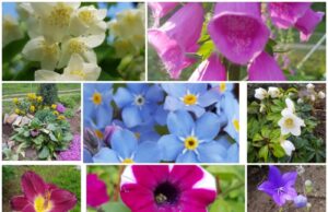 Olia Samėnienė: „Svarbi augalo istorija – iš kur jis atkeliavo“