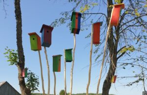 Stebina inkilų alėja Juodonyse