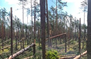 Audra pridarė žalos ir rajono miškams