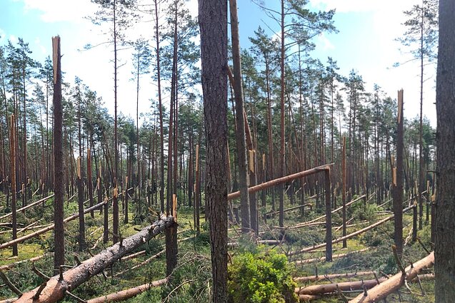 greta žala medžiams