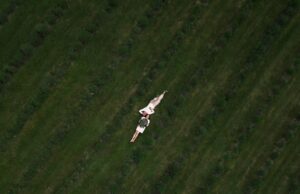 Į „Levandų Vanagynę“ plūsta su Rokiškiu nieko bendro neturintys žmonės. Čia traukia gera aura