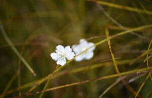 LHMT: artimiausiomis dienomis numatomas lietus, tačiau savaitgalį ir vėl džiugins saulėti orai