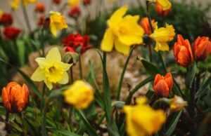 Rajonas ir toliau puošis gėlėmis