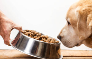 Geriausias šunų ėdalas: kaip žinoti koks maistas tinkamiausias jūsų augintiniui?