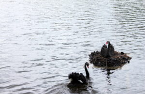 Nelaimingo atsitikimo metu žuvo juodasis gulbinas
