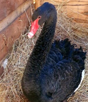 greta gulbė perkelta