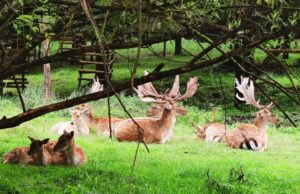 Kalėdų eglutė dvaro danieliams