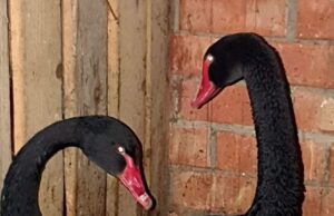 Rimtas partneris agresijos neparodė