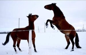 Kviečia atvažiuoti pailsėti į Salų dvarą!