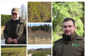 Miško auginimas: kada prireikia šaukštelių?