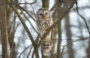 Rokiškio dvaro teritorijoje aptikta saugoma uralinė pelėda