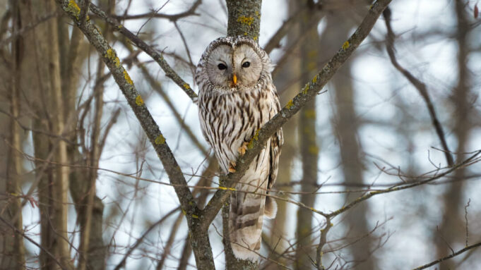 greta uralinė pelėda