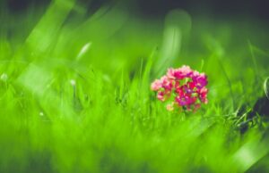 Balandžio mėnesio darbai: senoliai be Šv. Morkaus rankų prie žemės nekišdavo, tačiau ir šiltnamių neturėjo