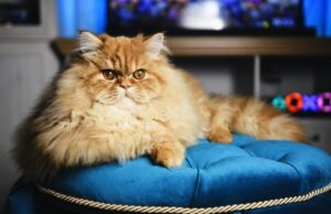 Naminių augintinių ženklinimo terminas – čia pat