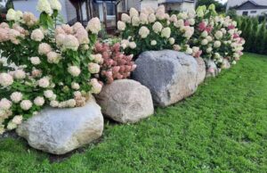 Gėlynų grožis kieme – hobis, atsipalaidavimas, investicija