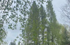 Pramogos Miliūnų beržynėlyje