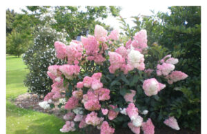 Sodinukai: kas lemia kainą ir į ką atkreipti dėmesį