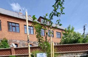 Prie Rokiškio bažnyčios – dar viena sakura