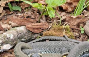 Salų dvare karaliauja žalčiai: vienus džiugina, kitus gąsdina