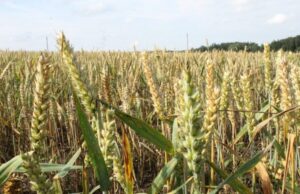 Javapjūtės kaina: imlesnį kviečių auginimą nurungs parankesnės avižos?