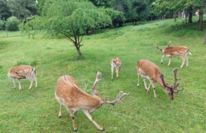 Danieliaus jauniklis dar baikštokas