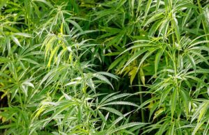 Pluoštinių kanapių augintojams laisvinamos rankos, bet džiaugsmu jie netrykšta